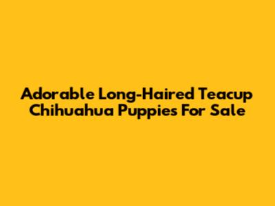 Adorable Long-Haired Teacup Chihuahua Puppies For Sale