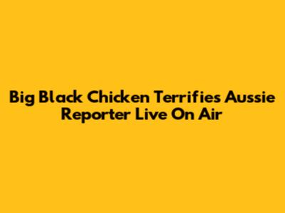 Big Black Chicken Terrifies Aussie Reporter Live On Air
