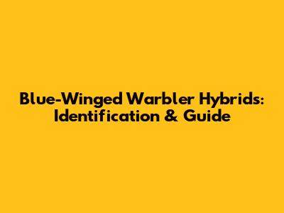 Blue-Winged Warbler Hybrids: Identification & Guide