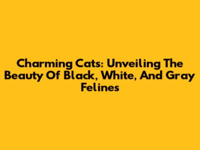 Charming Cats: Unveiling The Beauty Of Black, White, And Gray Felines