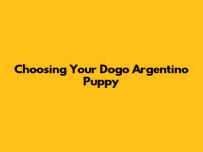 Choosing Your Dogo Argentino Puppy