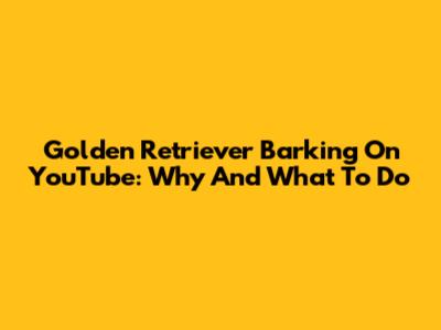 Golden Retriever Barking On YouTube: Why And What To Do