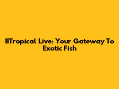 IITropical Live: Your Gateway To Exotic Fish