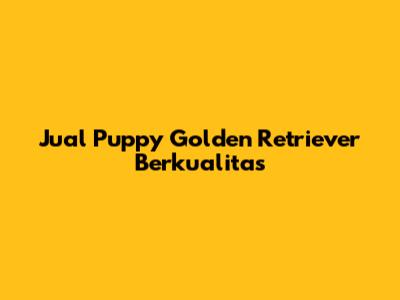 Jual Puppy Golden Retriever Berkualitas