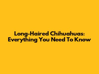 Long-Haired Chihuahuas: Everything You Need To Know