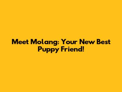 Meet Molang: Your New Best Puppy Friend!
