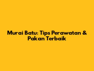 Murai Batu: Tips Perawatan & Pakan Terbaik