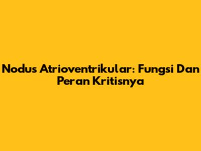 Nodus Atrioventrikular: Fungsi Dan Peran Kritisnya
