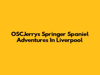 OSCJerry's Springer Spaniel Adventures In Liverpool