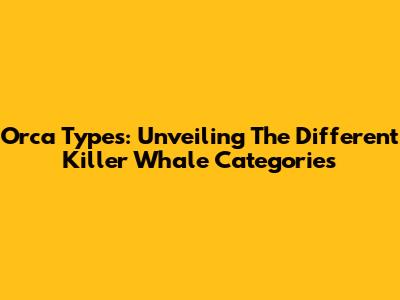Orca Types: Unveiling The Different Killer Whale Categories