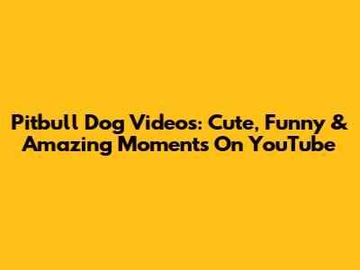 Pitbull Dog Videos: Cute, Funny & Amazing Moments On YouTube