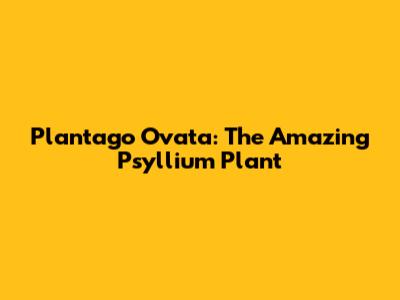 Plantago Ovata: The Amazing Psyllium Plant