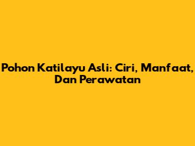 Pohon Katilayu Asli: Ciri, Manfaat, Dan Perawatan