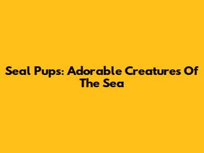 Seal Pups: Adorable Creatures Of The Sea