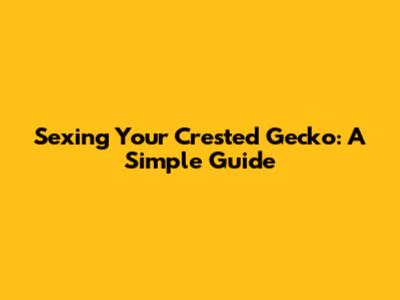 Sexing Your Crested Gecko: A Simple Guide