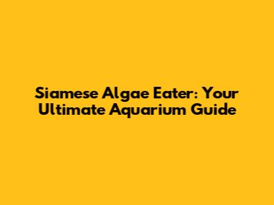Siamese Algae Eater: Your Ultimate Aquarium Guide