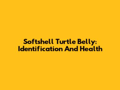 Softshell Turtle Belly: Identification And Health
