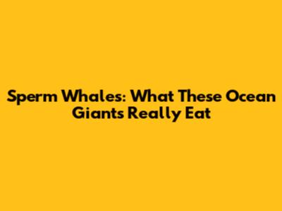 Sperm Whales: What These Ocean Giants Really Eat