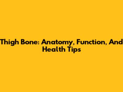 Thigh Bone: Anatomy, Function, And Health Tips