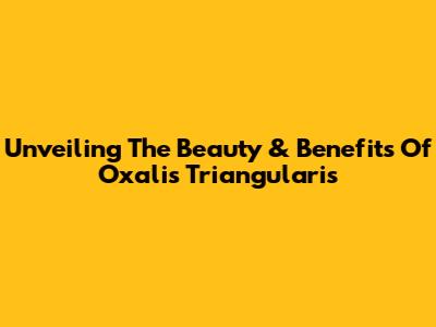 Unveiling The Beauty & Benefits Of Oxalis Triangularis