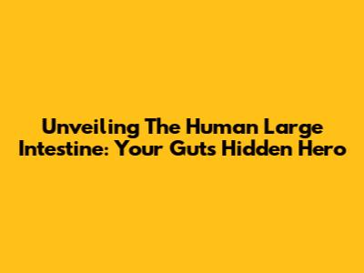 Unveiling The Human Large Intestine: Your Gut's Hidden Hero