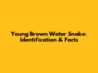 Young Brown Water Snake: Identification & Facts